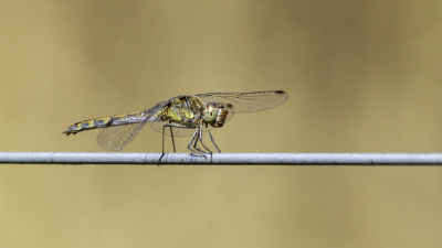 <i class='fa fa-user'></i>&nbsp;Martin Verbeeten&nbsp;|  Bruinrode Heidelibel&nbsp; <i class='fa fa-eye'>&nbsp;46</i> &nbsp;<i class='fa fa-thumbs-up'>&nbsp;2</i> &nbsp; <i class='fa fa-comment-o'>&nbsp;2</i>