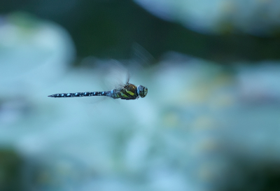 <i class='fa fa-user'></i>&nbsp;Jurgen Maassen&nbsp;|  Paardenbijter&nbsp; <i class='fa fa-eye'>&nbsp;80</i> &nbsp;<i class='fa fa-thumbs-up'>&nbsp;6</i> &nbsp; <i class='fa fa-comment-o'>&nbsp;4</i>