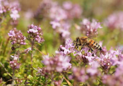 <i class='fa fa-user'></i>&nbsp;rixte&nbsp;|  Honingbij&nbsp; <i class='fa fa-eye'>&nbsp;53</i> &nbsp;<i class='fa fa-thumbs-up'>&nbsp;1</i> &nbsp; <i class='fa fa-comment-o'>&nbsp;3</i>