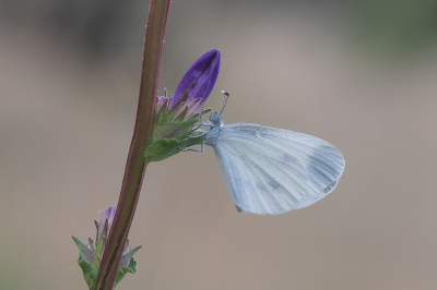 <i class='fa fa-user'></i>&nbsp;Johan van Gurp&nbsp;|  Boswitje&nbsp; <i class='fa fa-eye'>&nbsp;73</i> &nbsp;<i class='fa fa-thumbs-up'>&nbsp;8</i> &nbsp; <i class='fa fa-comment-o'>&nbsp;2</i>