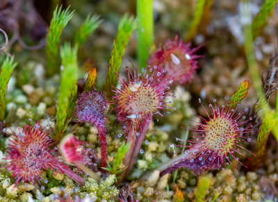 <i class='fa fa-user'></i>&nbsp;Eef Kieft&nbsp;|  Ronde Zonnedauw&nbsp; <i class='fa fa-eye'>&nbsp;68</i> &nbsp;<i class='fa fa-thumbs-up'>&nbsp;2</i> &nbsp; <i class='fa fa-comment-o'>&nbsp;1</i>