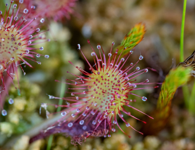 <i class='fa fa-user'></i>&nbsp;Eef Kieft&nbsp;|  Ronde Zonnedauw&nbsp; <i class='fa fa-eye'>&nbsp;64</i> &nbsp;<i class='fa fa-thumbs-up'>&nbsp;5</i> &nbsp; <i class='fa fa-comment-o'>&nbsp;2</i>