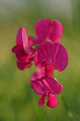 <i class='fa fa-user'></i>&nbsp;Cor&nbsp;|  Aardaker&nbsp; <i class='fa fa-eye'>&nbsp;55</i> &nbsp;<i class='fa fa-thumbs-up'>&nbsp;4</i> &nbsp; <i class='fa fa-comment-o'>&nbsp;2</i>