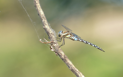 <i class='fa fa-user'></i>&nbsp;David Ruijs&nbsp;|  Paardenbijter&nbsp; <i class='fa fa-eye'>&nbsp;53</i> &nbsp;<i class='fa fa-thumbs-up'>&nbsp;4</i> &nbsp; <i class='fa fa-comment-o'>&nbsp;2</i>