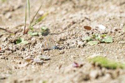 <i class='fa fa-user'></i>&nbsp;David Ruijs&nbsp;|  Icarusblauwtje&nbsp; <i class='fa fa-eye'>&nbsp;70</i> &nbsp;<i class='fa fa-thumbs-up'>&nbsp;1</i> &nbsp; <i class='fa fa-comment-o'>&nbsp;3</i>