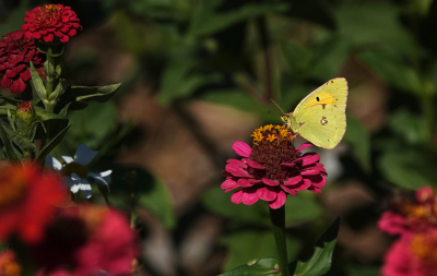 <i class='fa fa-user'></i>&nbsp;nelappelmelk&nbsp;|  Oranje Luzernevlinder&nbsp; <i class='fa fa-eye'>&nbsp;80</i> &nbsp;<i class='fa fa-thumbs-up'>&nbsp;5</i> &nbsp; <i class='fa fa-comment-o'>&nbsp;1</i>