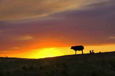 <i class='fa fa-user'></i>&nbsp;Nel R&nbsp;|  Avondrood&nbsp; <i class='fa fa-eye'>&nbsp;72</i> &nbsp;<i class='fa fa-thumbs-up'>&nbsp;6</i> &nbsp; <i class='fa fa-comment-o'>&nbsp;0</i>