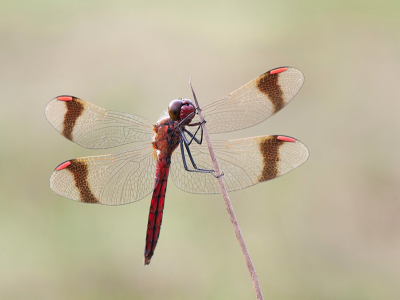 <i class='fa fa-user'></i>&nbsp;Mignon-Creative&nbsp;|  Bandheidelibel&nbsp; <i class='fa fa-eye'>&nbsp;83</i> &nbsp;<i class='fa fa-thumbs-up'>&nbsp;9</i> &nbsp; <i class='fa fa-comment-o'>&nbsp;4</i>