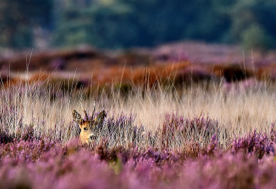 <i class='fa fa-user'></i>&nbsp;robert-jan&nbsp;|  Ree&nbsp; <i class='fa fa-eye'>&nbsp;107</i> &nbsp; <i class='fa fa-comment-o'>&nbsp;1</i>