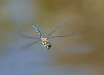 <i class='fa fa-user'></i>&nbsp;pietwil&nbsp;|  Paardenbijter&nbsp; <i class='fa fa-eye'>&nbsp;99</i> &nbsp;<i class='fa fa-thumbs-up'>&nbsp;11</i> &nbsp; <i class='fa fa-comment-o'>&nbsp;6</i>