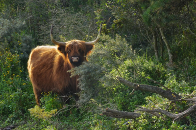 <i class='fa fa-user'></i>&nbsp;hesterb&nbsp;|  Schotse Hooglander&nbsp; <i class='fa fa-eye'>&nbsp;77</i> &nbsp; <i class='fa fa-comment-o'>&nbsp;3</i>