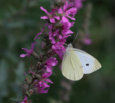 <i class='fa fa-user'></i>&nbsp;Ad Sprang&nbsp;|  Klein Koolwitje&nbsp; <i class='fa fa-eye'>&nbsp;91</i> &nbsp;<i class='fa fa-thumbs-up'>&nbsp;7</i> &nbsp; <i class='fa fa-comment-o'>&nbsp;3</i>