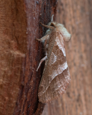 <i class='fa fa-user'></i>&nbsp;Johan van Gurp&nbsp;|  Oranje Wortelboorder&nbsp; <i class='fa fa-eye'>&nbsp;53</i> &nbsp;<i class='fa fa-thumbs-up'>&nbsp;1</i> &nbsp; <i class='fa fa-comment-o'>&nbsp;2</i>