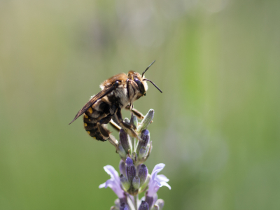 <i class='fa fa-user'></i>&nbsp;susan meijnders&nbsp;|  Grote Wolbij&nbsp; <i class='fa fa-eye'>&nbsp;52</i> &nbsp;<i class='fa fa-thumbs-up'>&nbsp;1</i> &nbsp; <i class='fa fa-comment-o'>&nbsp;2</i>