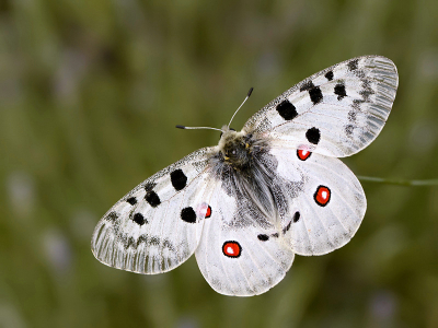 <i class='fa fa-user'></i>&nbsp;Mignon-Creative&nbsp;|  Apollovlinder&nbsp; <i class='fa fa-eye'>&nbsp;109</i> &nbsp;<i class='fa fa-thumbs-up'>&nbsp;15</i> &nbsp; <i class='fa fa-comment-o'>&nbsp;2</i>