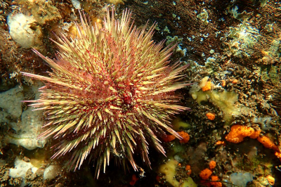 <i class='fa fa-user'></i>&nbsp;A. Soeting&nbsp;|  Gewone Zeeappel&nbsp; <i class='fa fa-eye'>&nbsp;49</i> &nbsp;<i class='fa fa-thumbs-up'>&nbsp;2</i> &nbsp; <i class='fa fa-comment-o'>&nbsp;3</i>