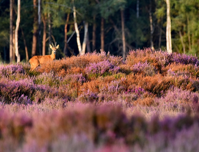 <i class='fa fa-user'></i>&nbsp;robert-jan&nbsp;|  Ree&nbsp; <i class='fa fa-eye'>&nbsp;99</i> &nbsp; <i class='fa fa-comment-o'>&nbsp;4</i>