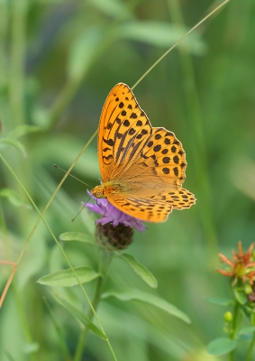 <i class='fa fa-user'></i>&nbsp;David Ruijs&nbsp;|  Keizersmantel&nbsp; <i class='fa fa-eye'>&nbsp;49</i> &nbsp; <i class='fa fa-comment-o'>&nbsp;2</i>