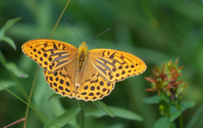 Deze prachtige vlinder in de Eifel bijna ieder uur wel gezien.