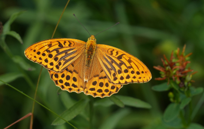 <i class='fa fa-user'></i>&nbsp;David Ruijs&nbsp;|  Keizersmantel&nbsp; <i class='fa fa-eye'>&nbsp;71</i> &nbsp;<i class='fa fa-thumbs-up'>&nbsp;7</i> &nbsp; <i class='fa fa-comment-o'>&nbsp;1</i>