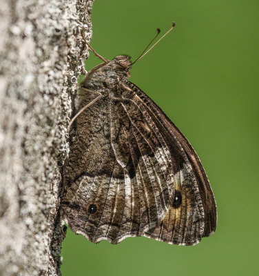 Geregeld kwamen de Grote Boswachters op de bomen zitten en waren (tot mijn verbazing) ook vrij goed benaderbaar.

Hier zat ie wel zeer kortbij en kon ik met 600mm vol inzoomen.

Een indrukwekkende en mooie vlinder is het.