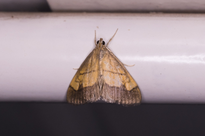 <i class='fa fa-user'></i>&nbsp;Gert-Jan Cromwijk&nbsp;|  Gezoomde Valkmot&nbsp; <i class='fa fa-eye'>&nbsp;45</i> &nbsp;<i class='fa fa-thumbs-up'>&nbsp;1</i> &nbsp; <i class='fa fa-comment-o'>&nbsp;0</i>