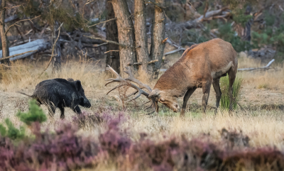 <i class='fa fa-user'></i>&nbsp;David&nbsp;|  Edelhert&nbsp; <i class='fa fa-eye'>&nbsp;173</i> &nbsp;<i class='fa fa-thumbs-up'>&nbsp;9</i> &nbsp; <i class='fa fa-comment-o'>&nbsp;6</i>