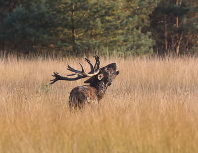 <i class='fa fa-user'></i>&nbsp;David&nbsp;|  Edelhert&nbsp; <i class='fa fa-eye'>&nbsp;107</i> &nbsp;<i class='fa fa-thumbs-up'>&nbsp;1</i> &nbsp; <i class='fa fa-comment-o'>&nbsp;0</i>