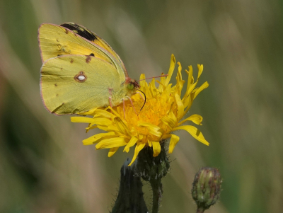 <i class='fa fa-user'></i>&nbsp;ko katsman&nbsp;|  Oranje Luzernevlinder&nbsp; <i class='fa fa-eye'>&nbsp;76</i> &nbsp;<i class='fa fa-thumbs-up'>&nbsp;3</i> &nbsp; <i class='fa fa-comment-o'>&nbsp;3</i>