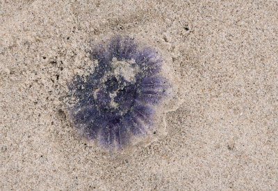 <i class='fa fa-user'></i>&nbsp;rixte&nbsp;|  Blauwe Haarkwal&nbsp; <i class='fa fa-eye'>&nbsp;56</i> &nbsp; <i class='fa fa-comment-o'>&nbsp;1</i>