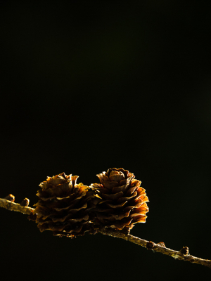 <i class='fa fa-user'></i>&nbsp;Truus Aletta Maan&nbsp;|  Europese Lork&nbsp; <i class='fa fa-eye'>&nbsp;67</i> &nbsp; <i class='fa fa-comment-o'>&nbsp;9</i>