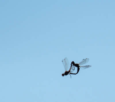 <i class='fa fa-user'></i>&nbsp;Eef Kieft&nbsp;|  Steenrode Heidelibel&nbsp; <i class='fa fa-eye'>&nbsp;74</i> &nbsp;<i class='fa fa-thumbs-up'>&nbsp;2</i> &nbsp; <i class='fa fa-comment-o'>&nbsp;2</i>