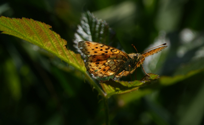 <i class='fa fa-user'></i>&nbsp;David Ruijs&nbsp;|  Grote Parelmoervlinder&nbsp; <i class='fa fa-eye'>&nbsp;58</i> &nbsp;<i class='fa fa-thumbs-up'>&nbsp;1</i> &nbsp; <i class='fa fa-comment-o'>&nbsp;1</i>