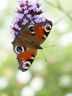 <i class='fa fa-user'></i>&nbsp;Mignon-Creative&nbsp;|  Dagpauwoog&nbsp; <i class='fa fa-eye'>&nbsp;72</i> &nbsp;<i class='fa fa-thumbs-up'>&nbsp;8</i> &nbsp; <i class='fa fa-comment-o'>&nbsp;6</i>