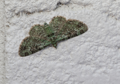 <i class='fa fa-user'></i>&nbsp;Ad Sprang&nbsp;|  Groene Dwergspanner&nbsp; <i class='fa fa-eye'>&nbsp;94</i> &nbsp;<i class='fa fa-thumbs-up'>&nbsp;9</i> &nbsp; <i class='fa fa-comment-o'>&nbsp;9</i>