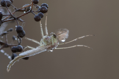 <i class='fa fa-user'></i>&nbsp;Johan van Gurp&nbsp;|  Dansmug sp.&nbsp; <i class='fa fa-eye'>&nbsp;82</i> &nbsp;<i class='fa fa-thumbs-up'>&nbsp;13</i> &nbsp; <i class='fa fa-comment-o'>&nbsp;7</i>