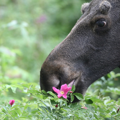 <i class='fa fa-user'></i>&nbsp;AlexRoetemeijer&nbsp;|  Eland&nbsp; <i class='fa fa-eye'>&nbsp;109</i> &nbsp;<i class='fa fa-thumbs-up'>&nbsp;3</i> &nbsp; <i class='fa fa-comment-o'>&nbsp;6</i>