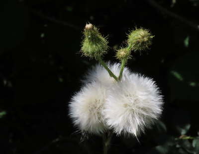 <i class='fa fa-user'></i>&nbsp;A. Soeting&nbsp;|  Akkermelkdistel&nbsp; <i class='fa fa-eye'>&nbsp;56</i> &nbsp; <i class='fa fa-comment-o'>&nbsp;9</i>