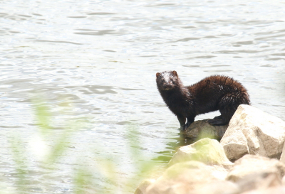 <i class='fa fa-user'></i>&nbsp;rixte&nbsp;|  Amerikaanse Nerts&nbsp; <i class='fa fa-eye'>&nbsp;93</i> &nbsp;<i class='fa fa-thumbs-up'>&nbsp;1</i> &nbsp; <i class='fa fa-comment-o'>&nbsp;0</i>