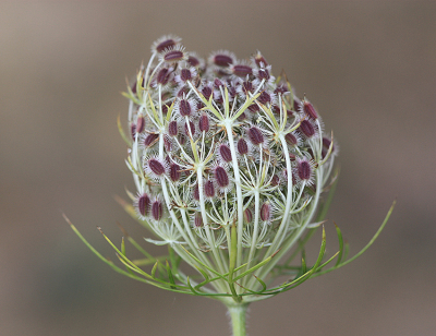 <i class='fa fa-user'></i>&nbsp;Paul Vandebroek&nbsp;|  Peen&nbsp; <i class='fa fa-eye'>&nbsp;69</i> &nbsp;<i class='fa fa-thumbs-up'>&nbsp;5</i> &nbsp; <i class='fa fa-comment-o'>&nbsp;3</i>