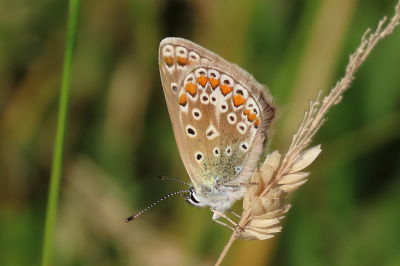 <i class='fa fa-user'></i>&nbsp;A. Soeting&nbsp;|  Icarusblauwtje&nbsp; <i class='fa fa-eye'>&nbsp;41</i> &nbsp;<i class='fa fa-thumbs-up'>&nbsp;2</i> &nbsp; <i class='fa fa-comment-o'>&nbsp;0</i>