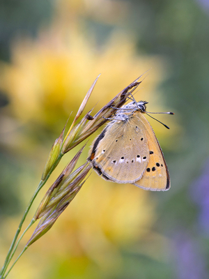 <i class='fa fa-user'></i>&nbsp;Mignon-Creative&nbsp;|  Morgenrood&nbsp; <i class='fa fa-eye'>&nbsp;73</i> &nbsp;<i class='fa fa-thumbs-up'>&nbsp;7</i> &nbsp; <i class='fa fa-comment-o'>&nbsp;4</i>