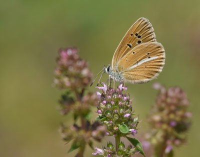 Een soort die we vaker tegenkwamen, het mooie Witstreepblauwtje.

Hier foeragerend op de middelste van 3 mooie plantjes.