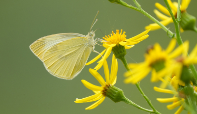 <i class='fa fa-user'></i>&nbsp;David Ruijs&nbsp;|  Groot Koolwitje&nbsp; <i class='fa fa-eye'>&nbsp;50</i> &nbsp;<i class='fa fa-thumbs-up'>&nbsp;6</i> &nbsp; <i class='fa fa-comment-o'>&nbsp;3</i>