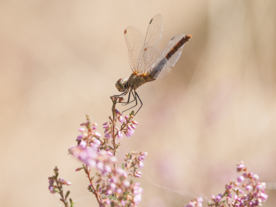 <i class='fa fa-user'></i>&nbsp;susan meijnders&nbsp;|  Bruinrode Heidelibel&nbsp; <i class='fa fa-eye'>&nbsp;57</i> &nbsp;<i class='fa fa-thumbs-up'>&nbsp;6</i> &nbsp; <i class='fa fa-comment-o'>&nbsp;7</i>