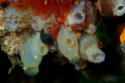 <i class='fa fa-user'></i>&nbsp;A. Soeting&nbsp;|  Doorschijnende Zakpijp en Vuilwitte/Ruwe Zakpijp&nbsp; <i class='fa fa-eye'>&nbsp;63</i> &nbsp;<i class='fa fa-thumbs-up'>&nbsp;6</i> &nbsp; <i class='fa fa-comment-o'>&nbsp;7</i>