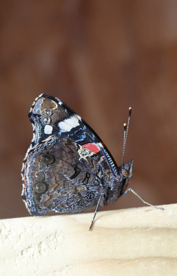 Deze vlinder kwam af op de vijgen bij de buren en zocht toen wat rust onder het paviljoen in onze achtertuin.