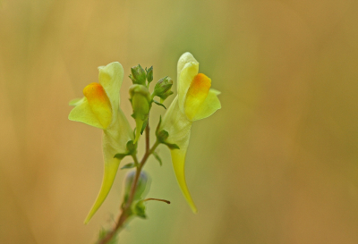 <i class='fa fa-user'></i>&nbsp;Cor&nbsp;|  Vlasbekje&nbsp; <i class='fa fa-eye'>&nbsp;157</i> &nbsp;<i class='fa fa-thumbs-up'>&nbsp;14</i> &nbsp; <i class='fa fa-comment-o'>&nbsp;12</i>