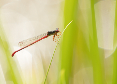 <i class='fa fa-user'></i>&nbsp;Truus Aletta Maan&nbsp;|  Koraaljuffer&nbsp; <i class='fa fa-eye'>&nbsp;63</i> &nbsp;<i class='fa fa-thumbs-up'>&nbsp;1</i> &nbsp; <i class='fa fa-comment-o'>&nbsp;4</i>