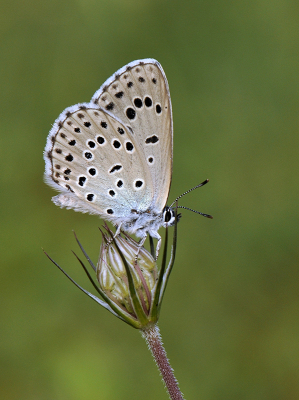 <i class='fa fa-user'></i>&nbsp;Mignon-Creative&nbsp;|  Tijmblauwtje&nbsp; <i class='fa fa-eye'>&nbsp;85</i> &nbsp;<i class='fa fa-thumbs-up'>&nbsp;9</i> &nbsp; <i class='fa fa-comment-o'>&nbsp;6</i>